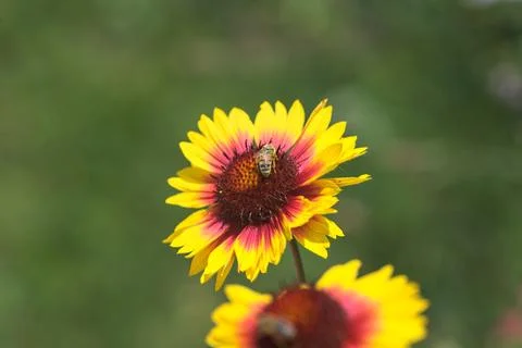 Yellow echinacea with bees Stock Photos