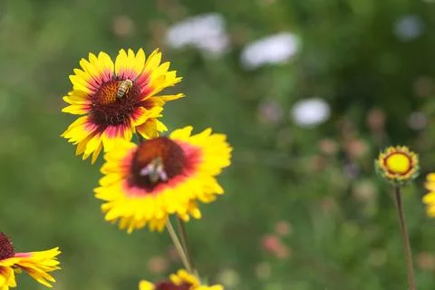 Yellow echinacea with bees Stock Photos