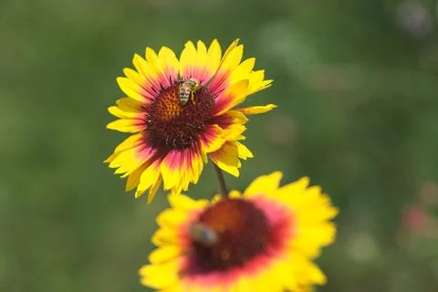 Yellow echinacea with bees Stock Photos