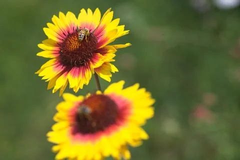 Yellow echinacea with bees Stock Photos