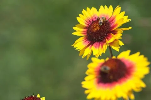 Yellow echinacea with bees Stock Photos
