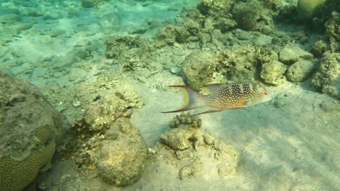 Yellow Edge Lyer Tail Grouper Fish Among Colorful Marine Life Underwater Vídeo Stock 302610082