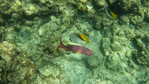 Yellow Edge Lyre Tail Grouper Among Colorful Fish in Coral Reef Stockbeeldmateriaal 305116443