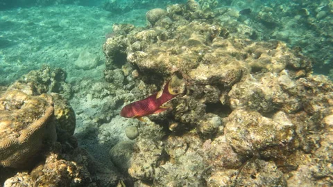 Yellow Edge Lyre Tail Grouper Fish Marine Life Swims Through Coral Reef Vídeo Stock 305116656