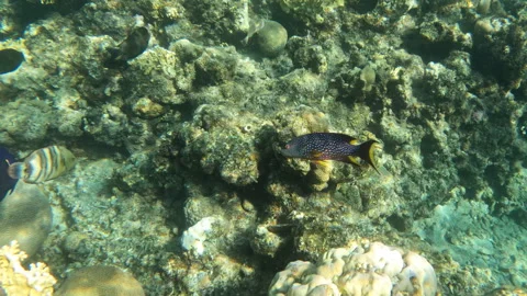 Yellow Edge Lyre Tail Grouper in Coral Reef Vídeo Stock 305203939