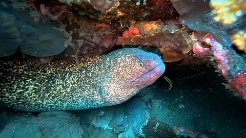 Yellow-edged moray Eel (Close Up) - Scuba Diving in the Philippines Stock Footage 108532053