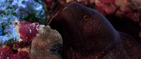Yellow-edged moray eel looking into the camera, macro Stock Footage 84909551