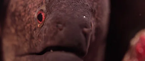 Yellow-edged moray eel looking into the camera, macro Stock Footage 84914964