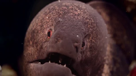 Yellow-edged moray eel looking into the camera, macro Stock Footage 84923113