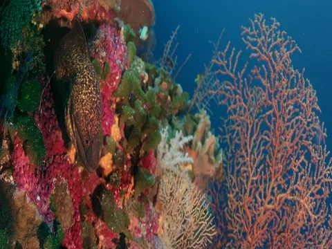Yellow-edged moray eel  in the tropical colouful pinkcoral reef, close up Video stock 84689093