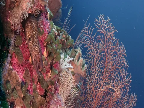 Yellow-edged moray eel  in the tropical colouful pinkcoral reef, close up Video stock 84695590