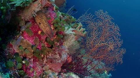 Yellow-edged moray eel  in the tropical colouful pinkcoral reef, wide angel Vídeo Stock 84700724