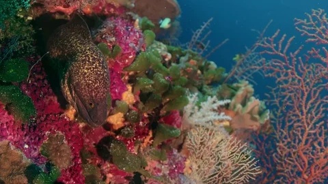Yellow-edged moray eel  in the tropical colouful pinkcoral reef, macro Stock Footage 84700928