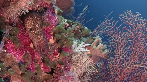 Yellow-edged moray eel  in the tropical colouful pinkcoral reef, close up Stock Footage 84702342