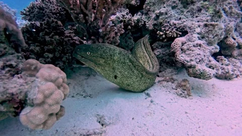 Yellow-edged moray eel on tropical coral reef Stock Footage 328647058