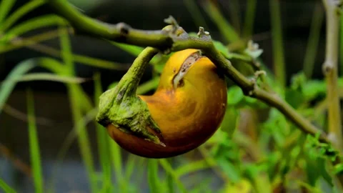 The yellow eggplant Stock Footage 230212382
