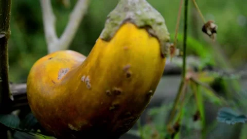 The yellow eggplant Video stock 230212398