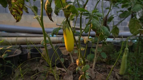 Yellow Eggplant in the Garden Stock Footage 124160871