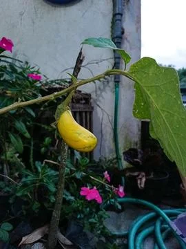 Yellow Eggplant Stock Photos