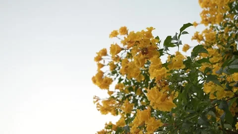 Yellow elder flower or Yellow bells 库存影片 258494208