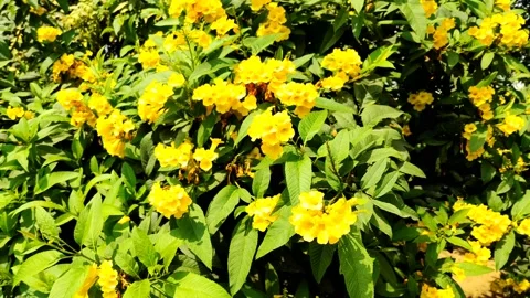 Yellow elder flower tree ( tecoma stans, or yellow trumpet, or tropical floral ) Stock Footage 154354938