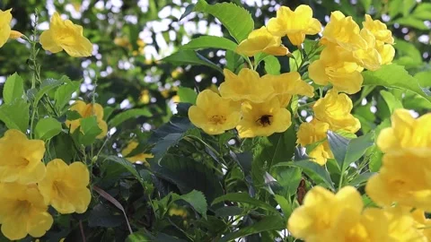 Yellow elder flowers blooming with bees on green leaves Stock Footage 139905441