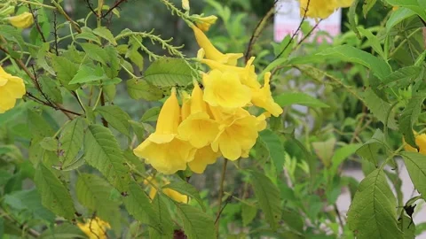 Yellow elder flowers blooming with bees on green leaves branch hanging on tree Stock Footage 140869905