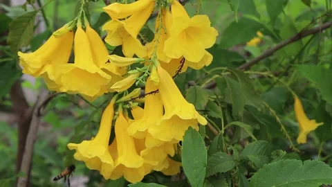 Yellow elder flowers blooming with bees on green leaves branch hanging on tree Stock Footage 140869948
