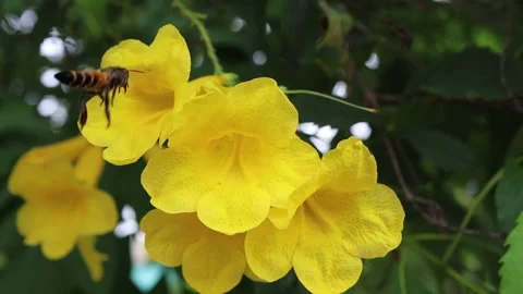 Yellow elder flowers blooming with bees on green leaves branch hanging on tree Stock Footage 140871919