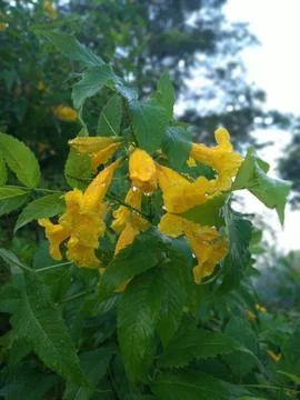 Yellow elder or ginger thomas flower, yellow trumpet flower in bloom Stock Photos
