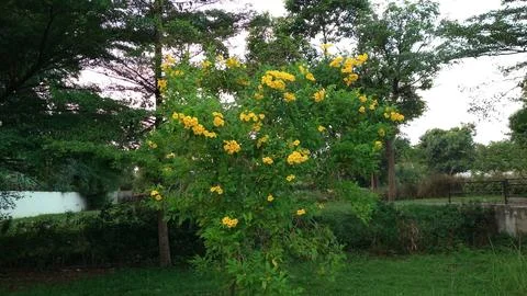 Yellow elder or Ginger thomas flower blooming in the garden Stock-Fotos