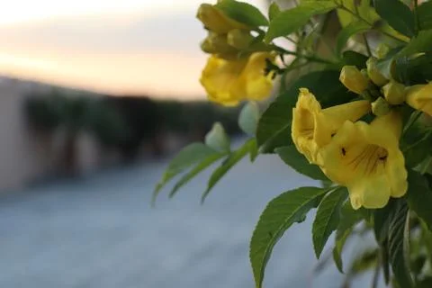Yellow Elder Stock Photos