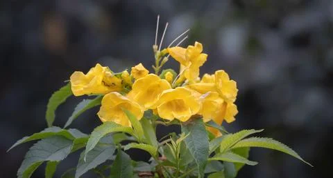 Yellow elder Foto stock