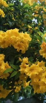 Yellow elder Stock Photos