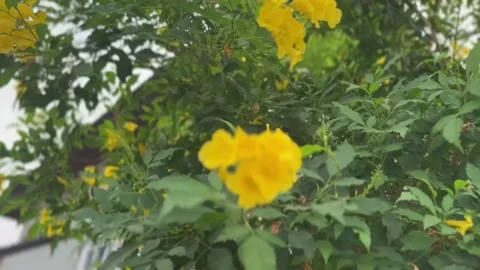 Yellow Elder plants swaying in strong wind Video stock 312856480