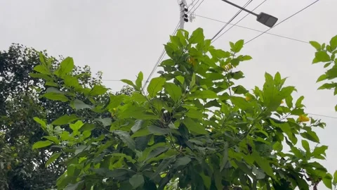 Yellow Elder Tecoma Stans Bush Blooming Under Overcast Sky 库存影片 345668887