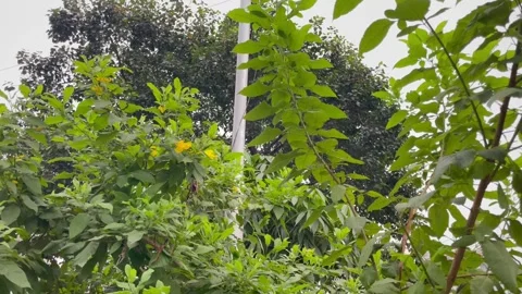 Yellow Elder Tecoma Stans Bush Blooming by Utility Pole in Urban Park Stock-Footage 345669021