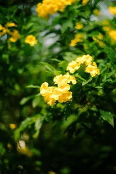Yellow elder (Tecoma stans) is a flowering shrub or small tree native to th.. Stock-Fotos