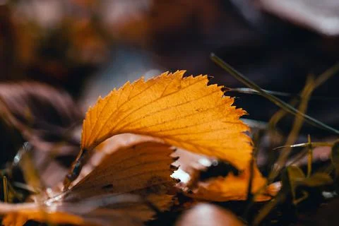Yellow elm leaf on the grass Stock Photos