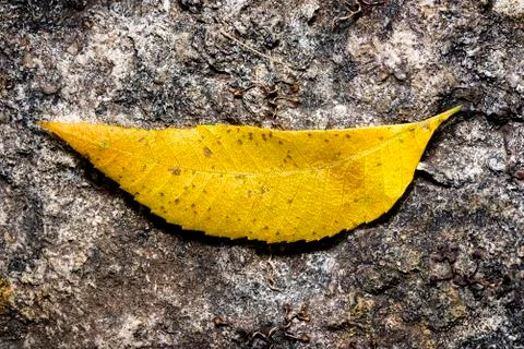 Yellow Elm Leaf Stock Photos