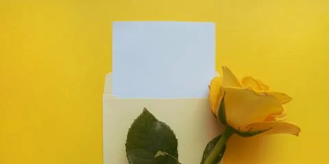 Yellow envelope with a white mockup sheet and yellow rose next to it on color of Stock Photos