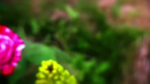 Yellow Eremurus robustus Video stock 10824728