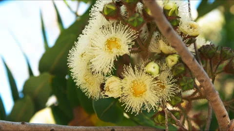 Yellow eucalyptus flowers Stock Footage 61187349