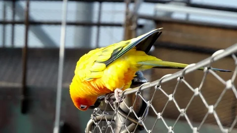 Yellow Exotic Parrot 스톡 동영상 101313882