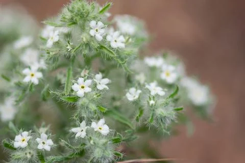 Yellow Eye Cryptanth Flowers Stock Photos
