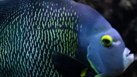 Yellow Eye Tang Video stock 111188858