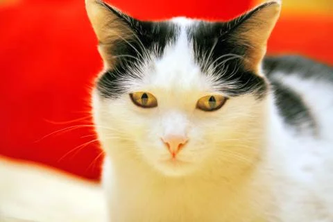 Yellow eyed cat Stock Photos