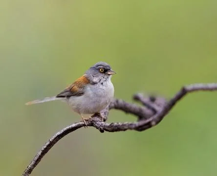 Yellow eyed junco perched on a tree branch Stock Photos