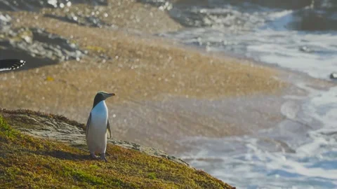Yellow-eyed penguin calling on a grassy coastal cliff in bright sunlight Stock Footage 344439953