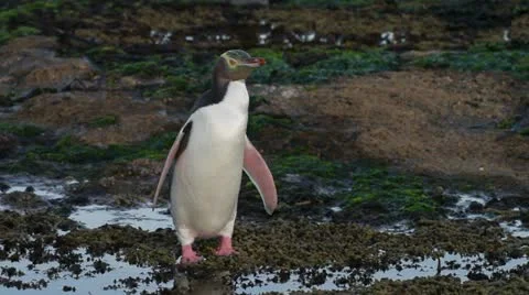 Yellow-eyed penguin Video stock 10922450
